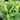 'Jiemei' Late Bolt Italian Lettuce Seeds, 25g