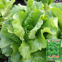 'Jiemei' Late Bolt Italian Lettuce Seeds, 25g