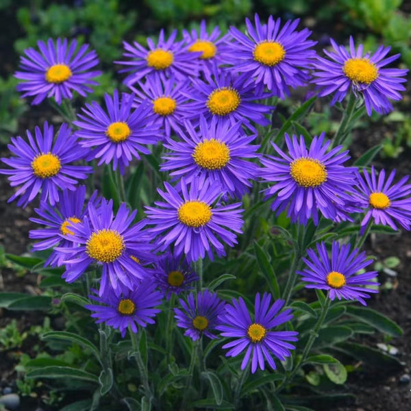 Alpine Aster Mix Seeds, 500 Seeds