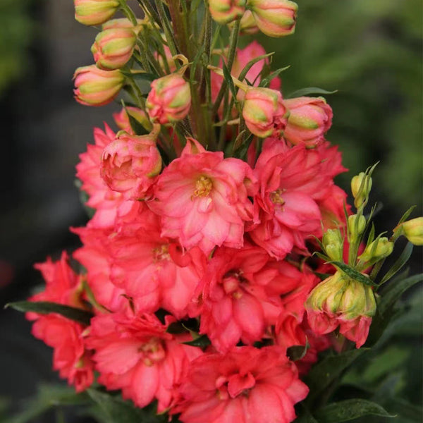Red Rocket Larkspur, 500 Seeds