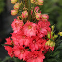 Red Rocket Larkspur, 500 Seeds