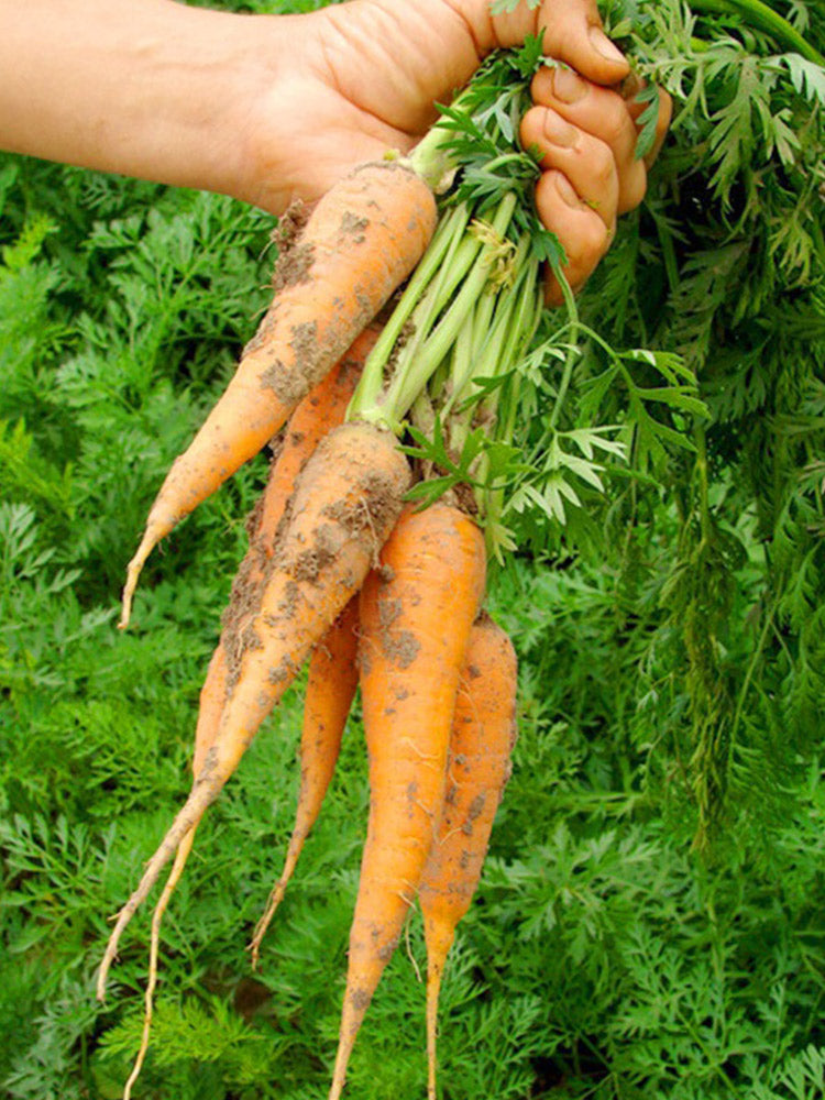 Dutch Mini Carrots, Pack of 200