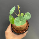 Stephania cepharantha Tuber