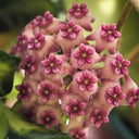 Hoya 'Sweet', 3 Cuttings