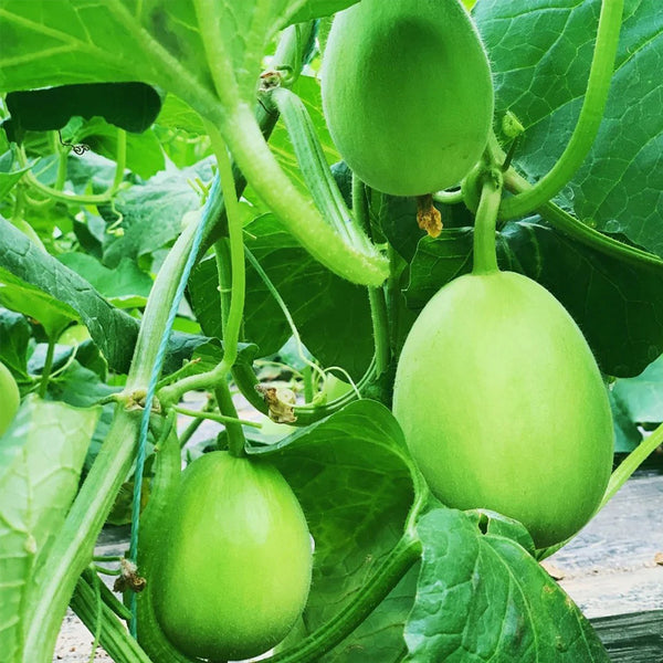 Qingshami Muskmelon Seeds, 50 Seeds