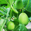 Qingshami Muskmelon Seeds, 50 Seeds