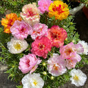 Double Flowered Mix Moss Rose, 5000 Seeds