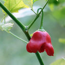 Bat Chili Seeds, 100 Seeds