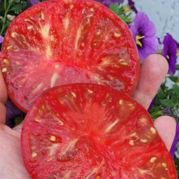 1038 Crimson Long Skirt Tomato, 5 Seeds