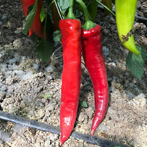 Hongyun No.1 Sweet Pepper F1, 100 Seeds
