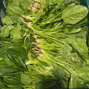 Golden Autumn Spinach Seeds, 20g