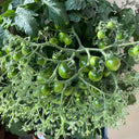 'Mini Shadow Stripe' Tomato Seeds, 3 Seeds