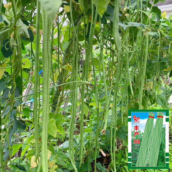 Fengchan 168 Yardlong Bean Seeds, 20g