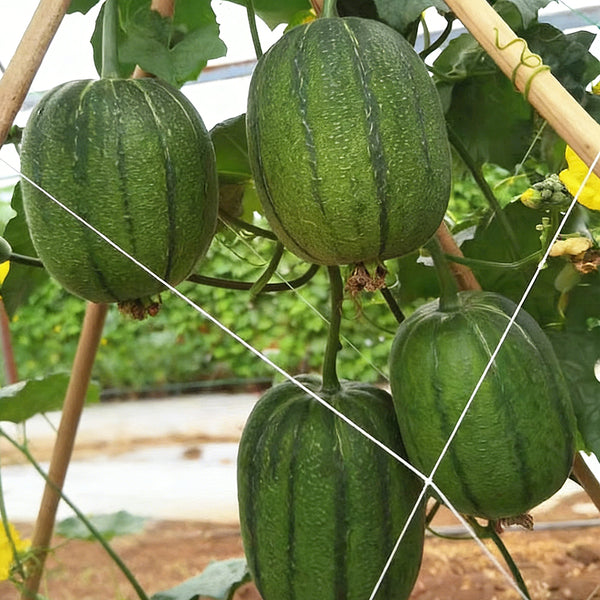 Taifeng No. 1 Apple Luffa, 8 Seeds