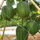 Taifeng No. 1 Apple Luffa, 8 Seeds