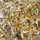 Clean Alfalfa Sprouting Seeds, 30 Grams ≈ 15000 Seeds