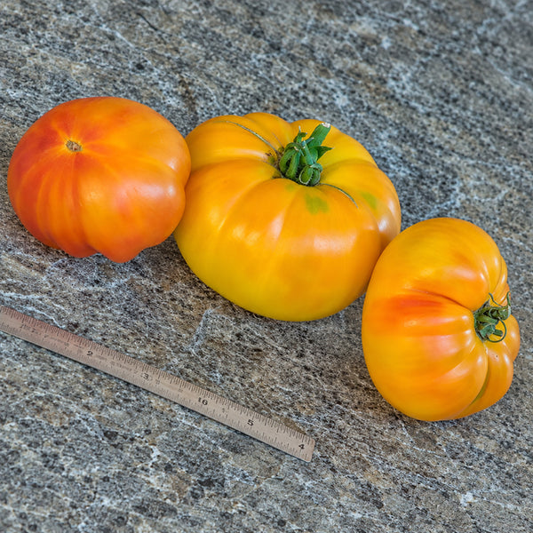 207 Stanley Tomato, 5 Seeds