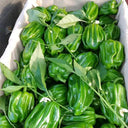Spicy Chili Pepper Seeds, 1000 Seeds