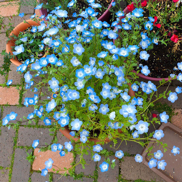 Hezhichun Baby Blue Eyes, 30 Seeds