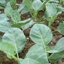 Heat-Tolerant Round-Leaf Chinese Kale Seeds, 20g
