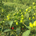 'Yanjiao No.801 Strawberry' Medium Spicy Heaven-facing Chili Hybrid, 30 Seeds