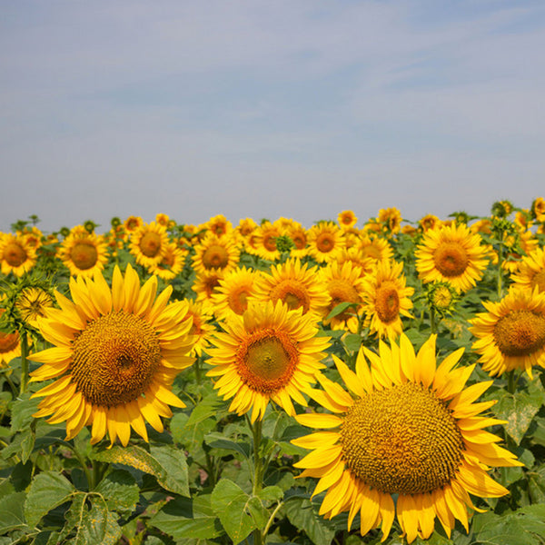Super Giant Edible Sunflower Seeds, 10g
