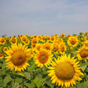 Super Giant Edible Sunflower Seeds, 10g