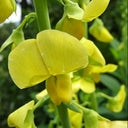 Sunn Hemp, 2000 Seeds
