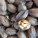 Pecan, 5 Seeds