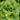 Year-Round Slow-Bolting Lettuce King Seeds, 10g