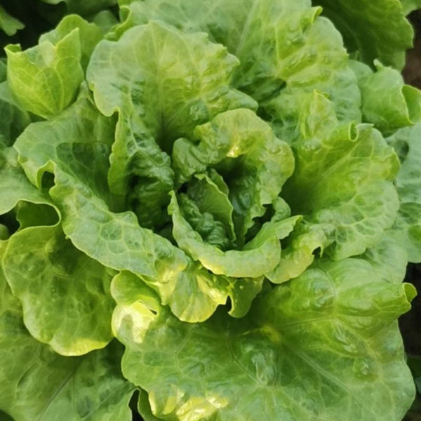 Year-Round Slow-Bolting Lettuce King Seeds, 10g