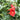 Red Maple Leaf Cypress Vine, 5 Seeds