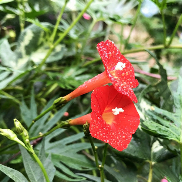 Red Maple Leaf Cypress Vine, 5 Seeds