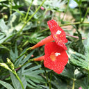 Red Maple Leaf Cypress Vine, 5 Seeds