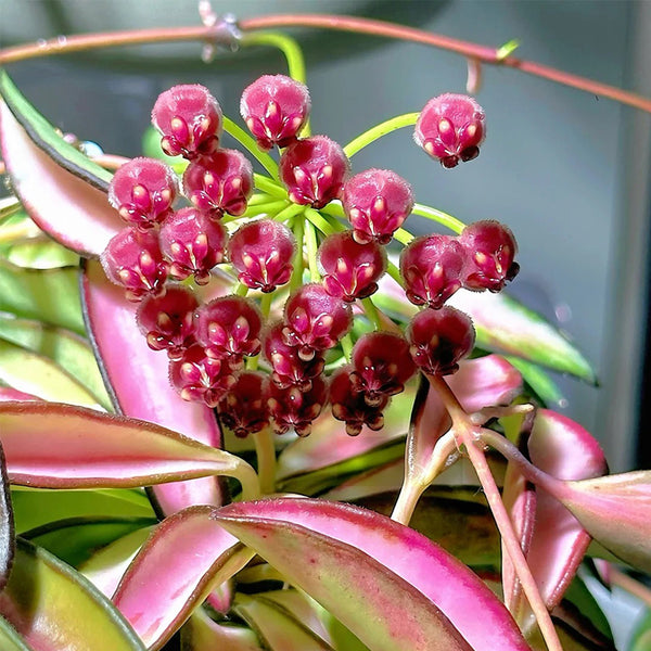 Hoya kentiana 'Variegata', 3 Cuttings