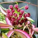 Hoya kentiana 'Variegata', 3 Cuttings