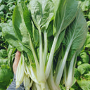 'Chiye No.6' Pak Choi Seeds, 25g