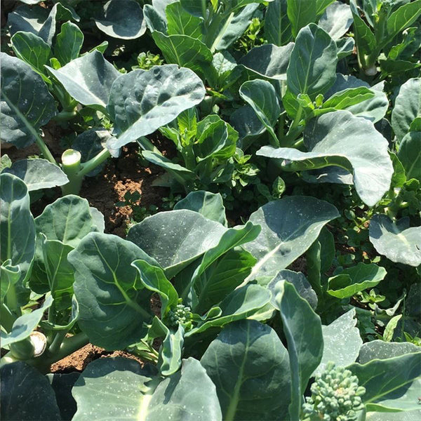 Sweet-Crispy 'Zhouye' Chinese Kale Seeds, 10g