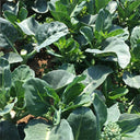 Sweet-Crispy 'Zhouye' Chinese Kale Seeds, 10g