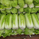 Shiny Green No.3 Chinese Cabbage Seeds, 5 × 4g Bags