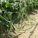 'Jiefeng' Dwarf Long Bean Seeds, 20g