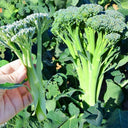 Green Sprouting Broccoli No.2 Hybrid Seeds, 30 Seeds