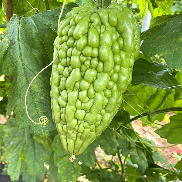 'Kainong Chunbao' Bitter Gourd Seeds, 50 Seeds