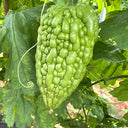 'Kainong Chunbao' Bitter Gourd Seeds, 50 Seeds