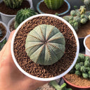 Euphorbia obesa Succulent, 2-3cm
