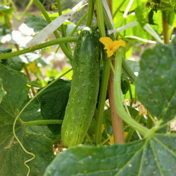 Trellis-Crushing Snack Cucumber Seeds, 1g