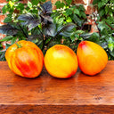 532 Minusinsk Orange Elephant Tomato, 5 Seeds