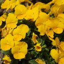Hezhichun Pansy 'Late Autumn', 30 Seeds