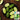 Jintong & Yunü Mini Fruit Cucumber Seeds, 10 Seeds