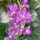 fireweed Seeds, 50 Seeds